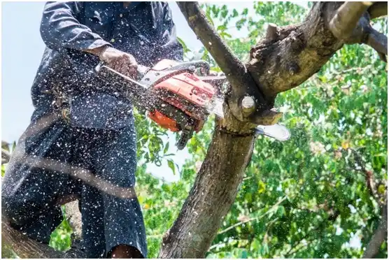 tree services Kearns